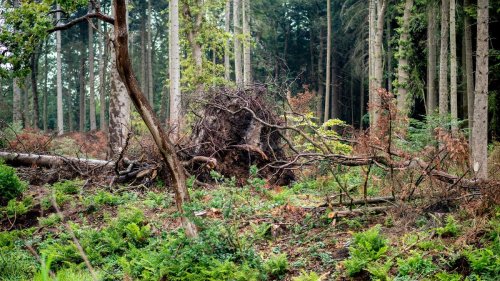Unwetter: Neue Bäume für Berumerfehn: Wiederaufbau nach Tornado