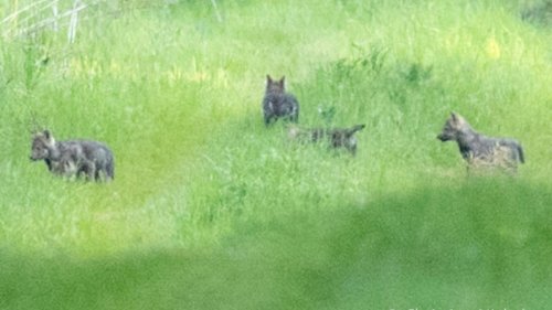 Wölfe in Schleswig-Holstein: Segeberger Wolfswelpen nach Verlust von Muttertier am Leben