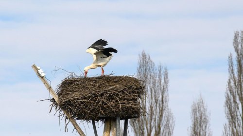 Maximal 9 Grad: Kalt und teils neblig – Sachsen-Anhalt vor frostiger Nacht