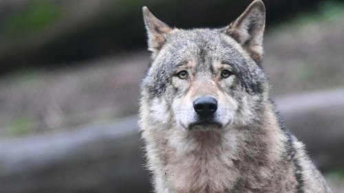 Tiere: Debatte über Abschüsse nach Spuren eines weiblichen Wolfes