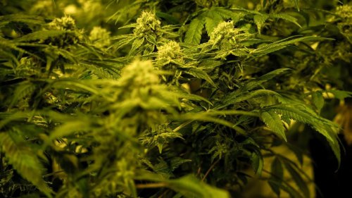 Pharma: Cannabisfirmen rüsten sich für geplante Legalisierung