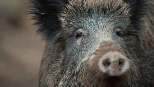 Schwarzwild: Was Sie schon immer über Wildschweine wissen wollten