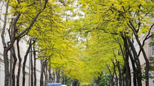 Umwelt: Der gestresste Stadtbaum - Was ihm helfen kann