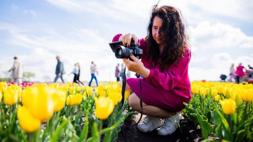 Anbau von Blumen: Farbenmeer im Norden: Millionen Tulpen locken Tausende Gäste