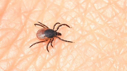 Umwelt: Zecken sind wieder aktiv: Wegen Klimaerwärmung früher?