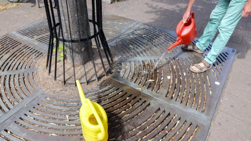 Stadtbäume: Deutschland gießt: Konferenz zur Rettung von Stadtbäumen