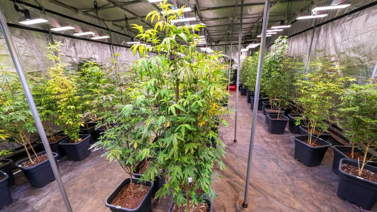 Nach Teil-Legalisierung: Kein einziger Cannabisclub in Bayern genehmigt