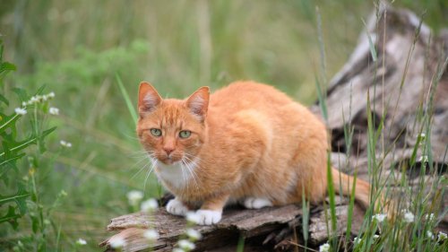 Rhein-Neckar-Kreis: Zwei Widersprüche gegen Ausgangsverbot für Katzen
