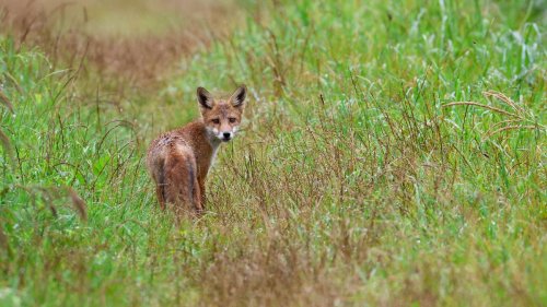 Krankheit: Fuchsräude im Raum Zweibrücken – Vorsicht mit Hunden