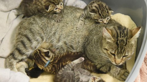 Tierwohl: Linke und Grüne fordern mehr Geld für Tierheime in Sachsen