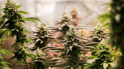 Teillegalisierung: Polizeigewerkschaft kritisiert Cannabisgesetz