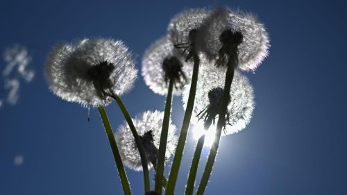 Wetteraussichten: Neue Woche startet mit Temperaturen über 20 Grad