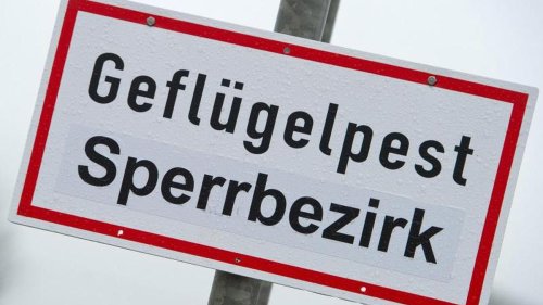 Geflügelpest: Virus diesmal offenbar aggressiver