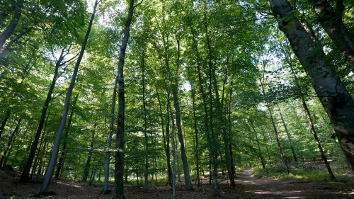 Wildtiere: Der Goldschakal breitet sich in Schleswig-Holstein aus