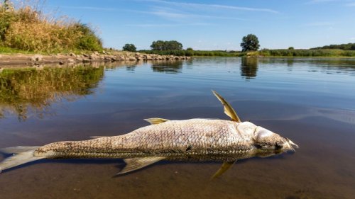 Umwelt: Giftstoffe in der Oder: Naturschützer fürchten Folgen