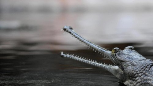 Herkunft von Krokodilen: Das Krokodil ist ein Europäer