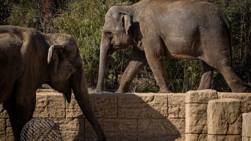 Jubiläum: Zoo Hannover startet mit Neuerungen in die Saison