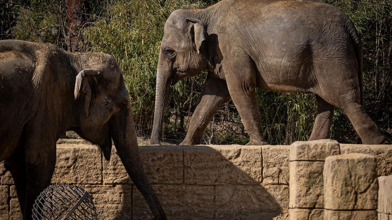 Jubiläum: Zoo Hannover startet mit Neuerungen in die Saison