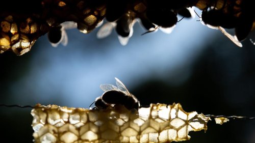 Umwelt: Faulbrut bei Bienen: München richtet Sperrzone ein