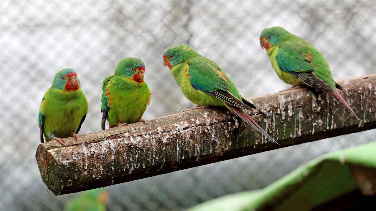 Freizeit: Reparaturen im Vogelpark nach großem Schneeschaden geschafft