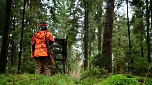 Niedersachsen: Streit um Jagdgesetz – Mehrheit für mehr Tierschutz