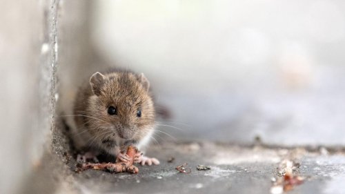 Tiere: Mehr Mäuse in Hamburg gesehen - Kaum Hantavirus-Fälle