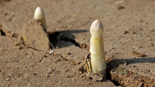 Landwirtschaft: Spargelsaison beginnt - Anbaufläche sinkt