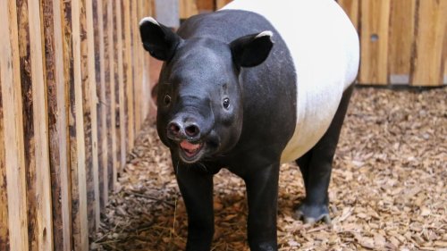 Tiere: Tapir-Comeback im Zoo Berlin: Rakiju zieht ein