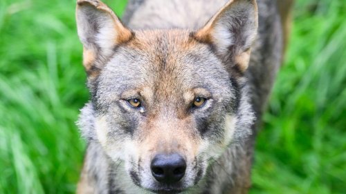 Tiere: Umweltminister beraten über schnelleren Abschuss von Wölfen