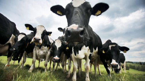 Landwirtschaft: Weniger Milchbauern im Norden - Kühe geben mehr Milch