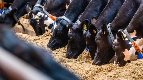 Milchwirtschaft: Weniger Milchbauern in Sachsen - Kühe geben mehr Milch