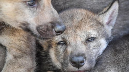 Nachwuchs: Weitere Wolfswelpen in Thüringens Wäldern entdeckt