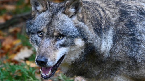Wildtiere: Sorry, lieber Wolf