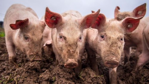 Krankheiten: Landwirtschaftsministerin besorgt über Schweinepest-Ausbruch