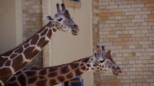 Besucherscouts: Verein sucht Ehrenamtliche für Zoo und Tierpark