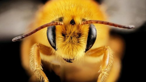Bienen: Seelenverwandte