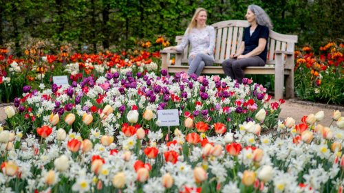 Saisonstart: Buntes Blumenmeer im Ammerland - Park der Gärten blüht auf