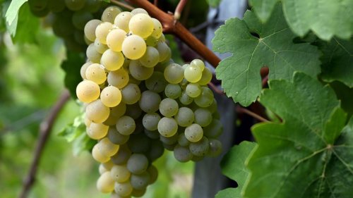 Weinbau: Weinlese im Siebengebirge: Erste Trauben sind geerntet