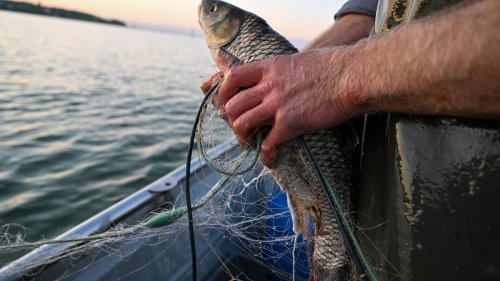 IBF: Fischer fangen immer weniger Fische im Bodensee