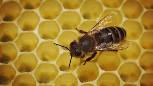 Landwirtschaft: Mehr Bienenvölker und Imker in Rheinland-Pfalz