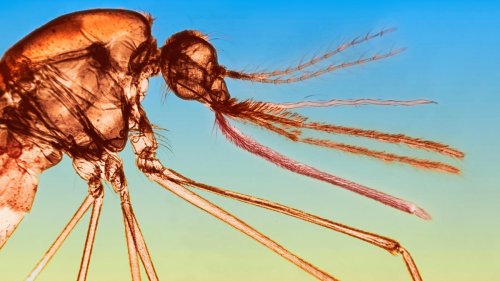 Stechmücken: Mit Moskitos an die Macht