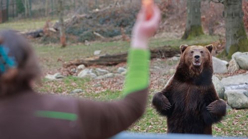 Tiere: Winterschlaf vorbei: Erster Bär in Tierpark Thale erwacht