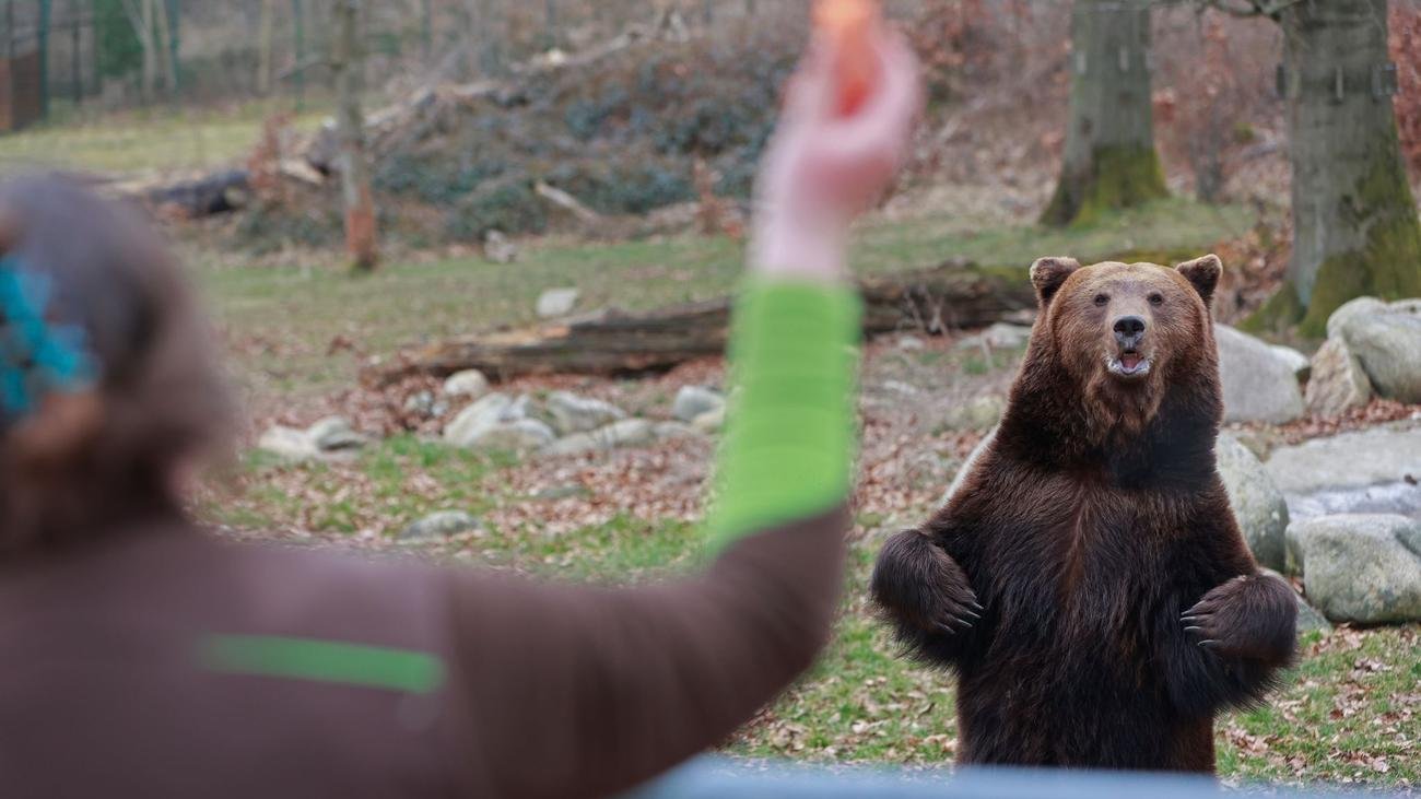 Tiere: Winterschlaf vorbei: Erster Bär in Tierpark Thale erwacht