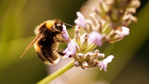 Artensterben: EU-Kommission kündigt weitere Maßnahmen zum Schutz von Bienen an
