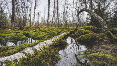 Fraktionsklausur in Weimar: Grüne fordern mehr natürlichen Klimaschutz