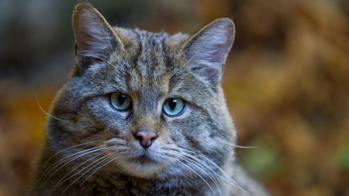 Tiere: Mit Baldrian auf Wildkatzen-Pirsch