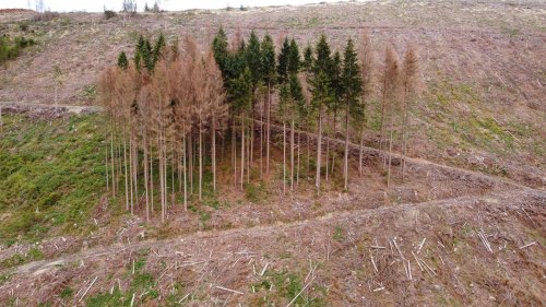 Wald: Zahl von Borkenkäfer befallener Bäume geht leicht zurück