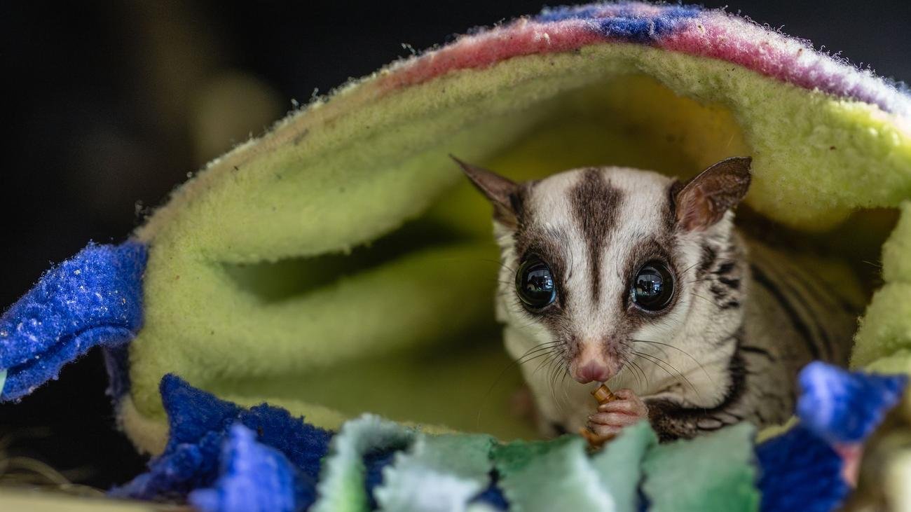 Exotische Wildtiere: Niedliche Exoten, aber: "Sugar Glider sind keine Haustiere"