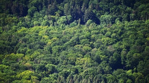 Wälder im Südwesten lechzen nach Wasser