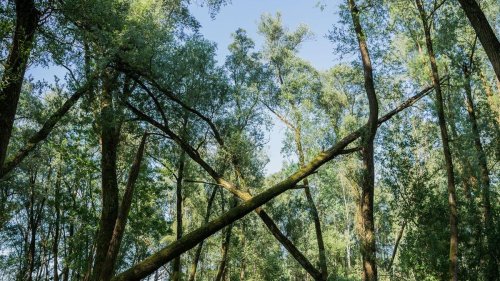 Erfolgreiche Klage: Gericht untersagt Bodenarbeiten in neuem Naturschutzgebiet